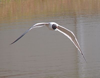 [A gull in flight with its wings completing a downward stroke above water. The tips of the wings and its head are grey while the rest of the body is white.]